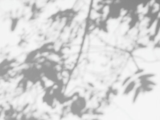 abstract shadow of tree on white wall background