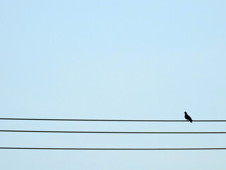 silhouette of pigeon with blue sky background