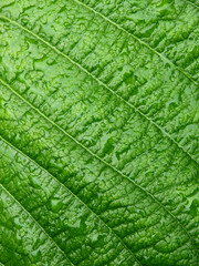 Sticker - wet green leaf with water drops after rain