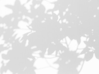abstract shadow of leaf on white wall background