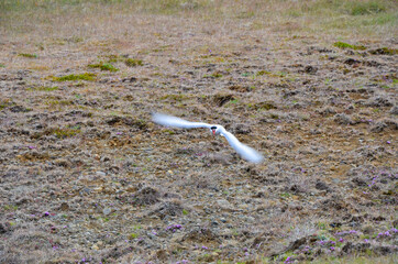 Sticker - Closeup of a white bird flying towards the camera from the ground moving its wings quickly