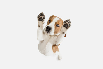 small funny dog beagle posing isolated over white studio background.