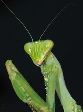 Macro Shot Of A Green Praying Mantis Isolated On A Dark Background