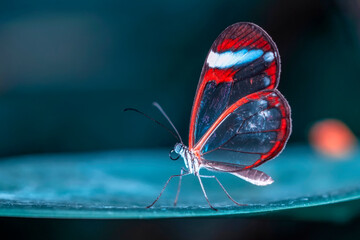 Macro shots, Beautiful nature scene. Closeup beautiful butterfly sitting on the flower in a summer garden.