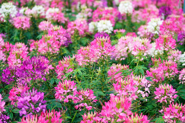 Wall Mural - blooming spider flower garden