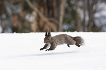 Wall Mural - squirrel in the snow