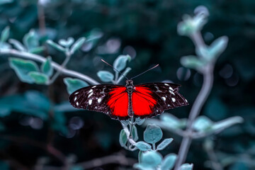 Macro shots, Beautiful nature scene. Closeup beautiful butterfly sitting on the flower in a summer garden.