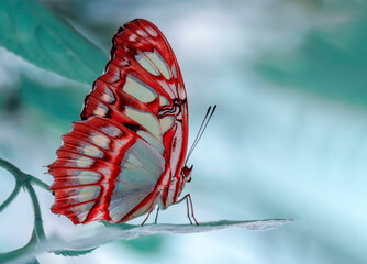 Macro shots, Beautiful nature scene. Closeup beautiful butterfly sitting on the flower in a summer garden.