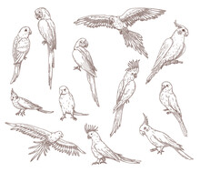 Hand Drawn Sketches Of Parrots. Vector Set Of Exotic Birds: Cockatoo, Macaw, Ara. Illustrations Drawing With Pencil In Vintage Style. Jungle, Fauna, Nature, Pet Concept