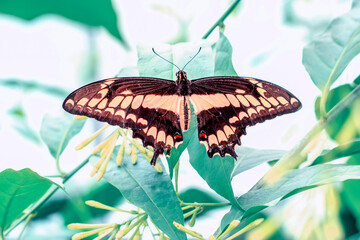 Macro shots, Beautiful nature scene. Closeup beautiful butterfly sitting on the flower in a summer garden.