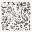 Hand drawn vegetables and fruits. Vector pumpkin, pear,apple, artichoke, plum, grape, tomato, onion, cherry, gooseberry blackberry. Engraved illustration. Menu flyer package design.