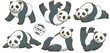 set of panda on white background