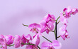 pink orchide flower .close up 