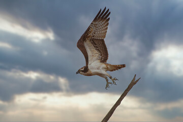 Canvas Print - Balbuzard pêcheur