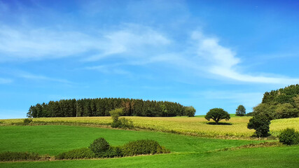 Wall Mural - green spring field with trees and blue sky.