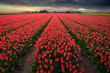 Tulip fields at sunset. Keukenhof, Lisse, Holland