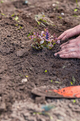 Two man hands planting a young tree or plant while working in the garden, seeding and planting and growing, farmers hands care of new life, environment, spring, nature, plants concept