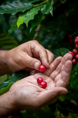 Wall Mural - Coffee farmer picking ripe cherry beans, Fresh coffee bean in basket, Close up of red berries coffee beans