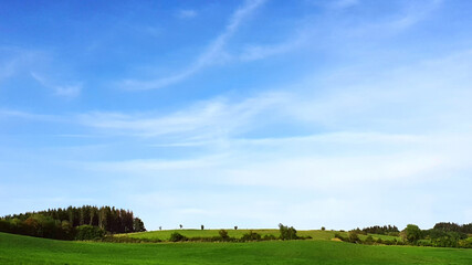 Wall Mural - green spring field with trees and blue sky.
