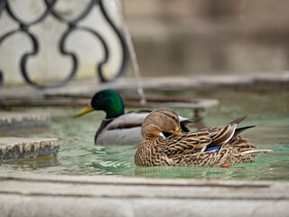 Mallard couple in the city fountain