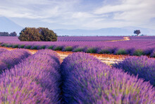 Provence, Valensole Plateau. Lavender Fields In Full Bloom And Landscape.
