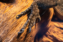Close-up Reptile Paw, Lizard Limb With Claws On A Wooden Background, Monitor Lizard Or Gecko Paw With Claws On A Branch, Iguana Paw