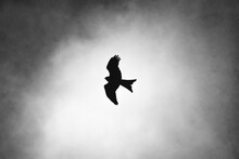 Red Kite (bird) Silhouette 