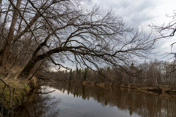  the tree hangs over the water in early spring without leaves or greenery