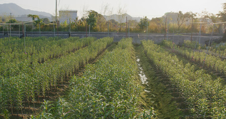 Wall Mural - Flower lily planting on the farm garden