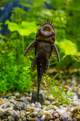 Aquarium Fish Bushymouth catfish (Ancistrus dolichopterus)