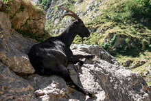 A Mountain Goat Relaxing And Sunbathing Among The Mountain Rocks. Photograph Taken In The Picos De Europa, Asturias, Spain. 