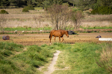 Canvas Print - Closeup shot of a brown horse grazing in the countryside