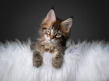 cute tabby maine coon kitten resting on comfortable white fur looking at camera tilting head with copy space