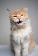 Studio Shot Of A Cream Colored Ginger White Maine Coon Cat Looking At Camera Mking Funny Face