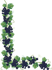 Poster - black grapes corner with leaves on white background