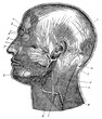The superficial nerves of the head. Illustration of the 19th century. Germany. White background.