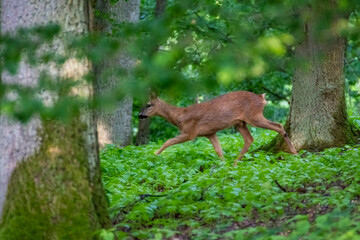 Wall Mural - Roe deer in the meadow. Deer in the grass