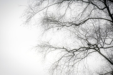 a silhouette of a black tree without leaves with birds sitting on a branch with mystery moody fog be