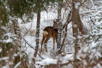 Wall Mural - Deer in the snow. Deer in winter