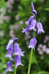 Two branches of bellflowers. Isolated on green grass background.