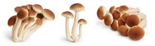 Honey Fungus Mushrooms Isolated On White Background With Clipping Path And Full Depth Of Field. Set Or Collection