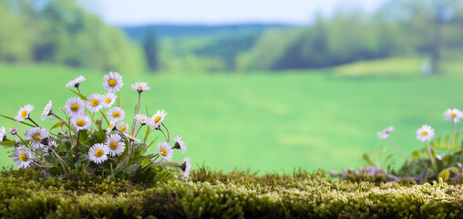 Wall Mural - Spring Season Wild Daisies in the Field