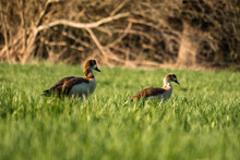 Beautiful Shot Of Egyptian Geese (Alopochen Aegyptiaca) Standing On The Grass