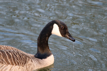 Canvas Print - Closeup shot of a Canada goose swimming in a pond