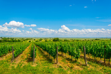 view of a vineyard situated next to neusiedlersee in Austria.