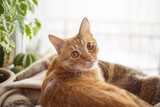 Fototapeta Koty - Red cute cat resting on a blanket on the windowsill and watching out the window