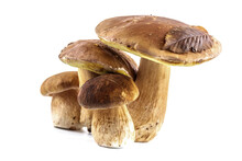 Group Boletus Mushroom Isolated On White Background.Boletus Mushrooms, Porcini Mushroom, Forest, Edible Mushroom