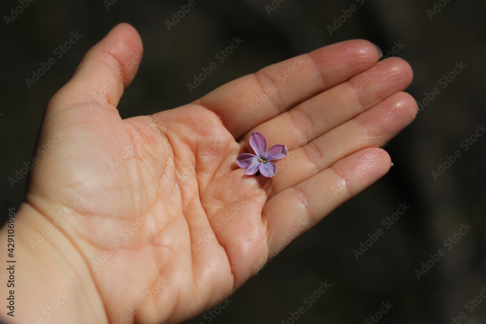 female palm with life lines, on which lies one lilac flower, on a blurred dark background 