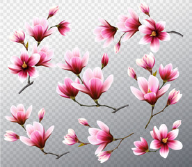 Poster - Big collection with beautiful magnolia branches on transparent background. Vector.