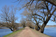 Road with old oak trees on the sides. Spring view